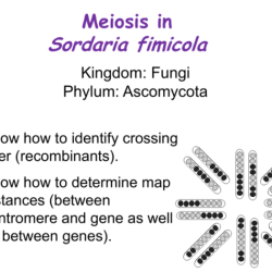 Sordaria crossing over lab answers