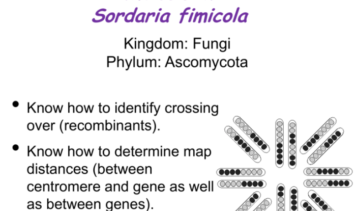 Sordaria crossing over lab answers