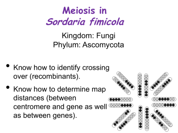 Sordaria crossing over lab answers