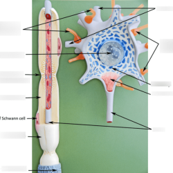 Exercise 13 neuron anatomy and physiology