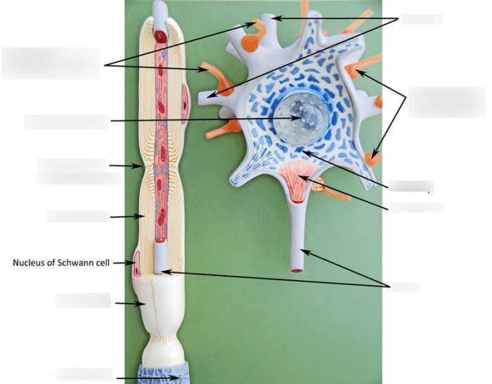 Exercise 13 neuron anatomy and physiology