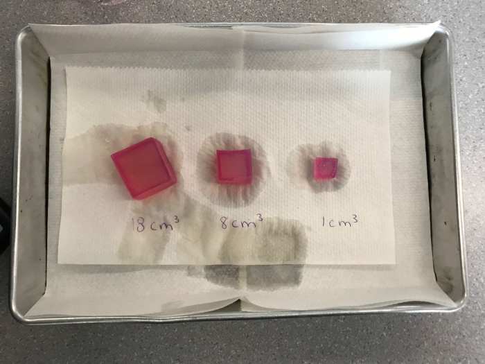 Diffusion in agar cubes lab answer key