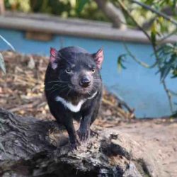 Tasmanian devil bully sold to china