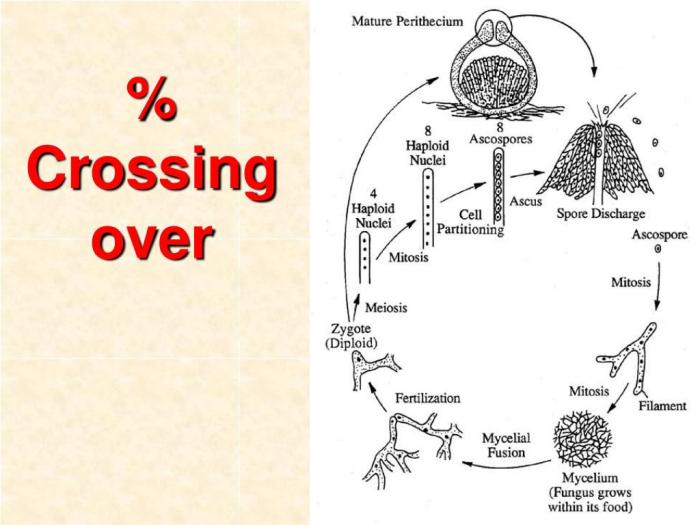 Sordaria meiosis biology answer