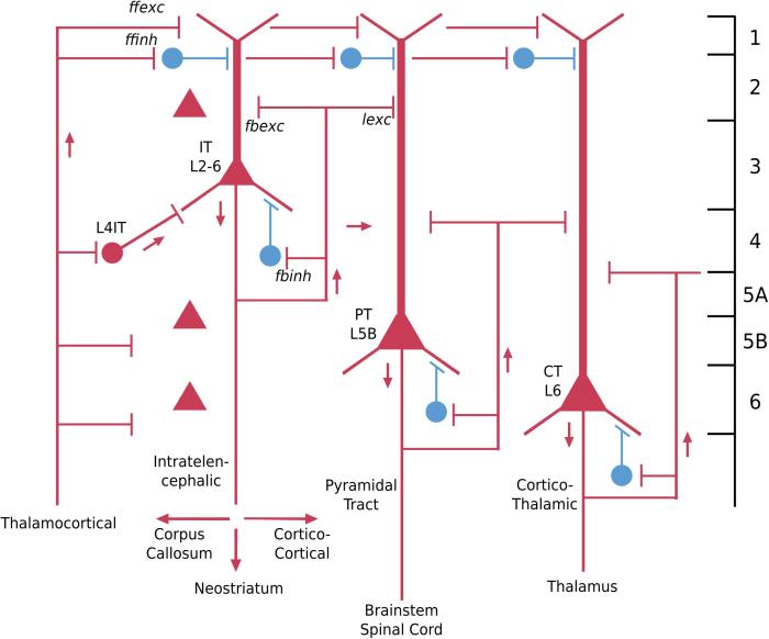 Exercise 13 neuron anatomy and physiology