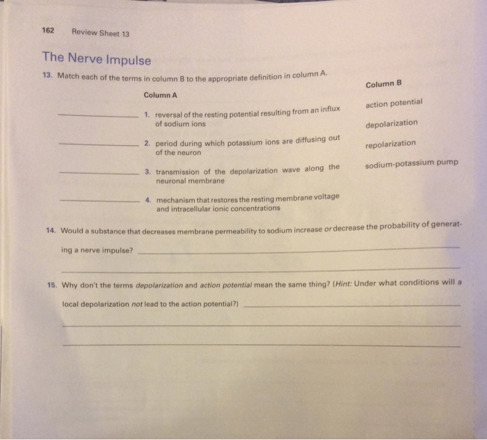 Exercise 13 neuron anatomy and physiology