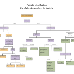 Dichotomous key lab answer key