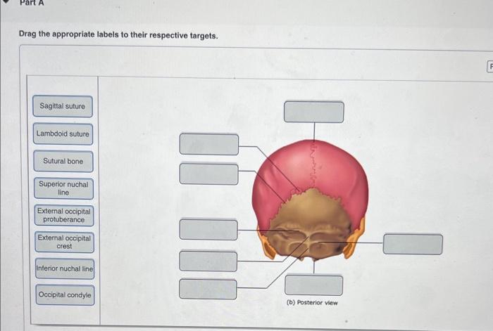 Drag the appropriate labels to their respective targets. skull