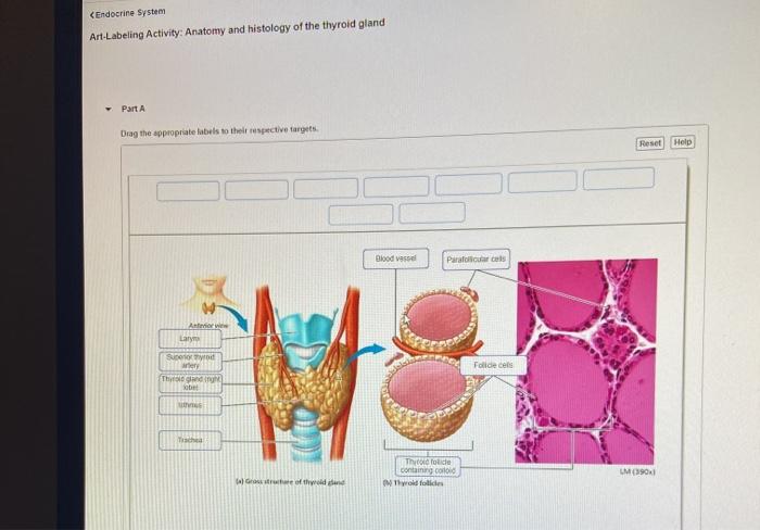 Thyroid gland anatomy parathyroid physiology anatomie hals endocrine schilddrüse trachea thryoid labeled removal glands schilddruese cell isthmus posterior hormone lecturio