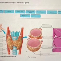 Art labeling activity anatomy and histology of the thyroid gland