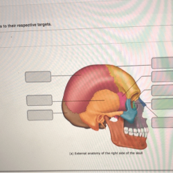 Drag appropriate labels their targets respective bone part sphenoid ethmoid solved transcribed text show mandible