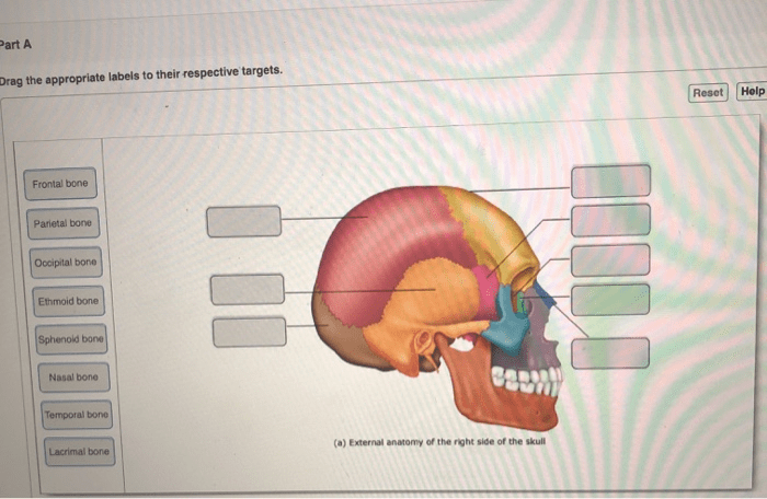 Drag appropriate labels their targets respective bone part sphenoid ethmoid solved transcribed text show mandible