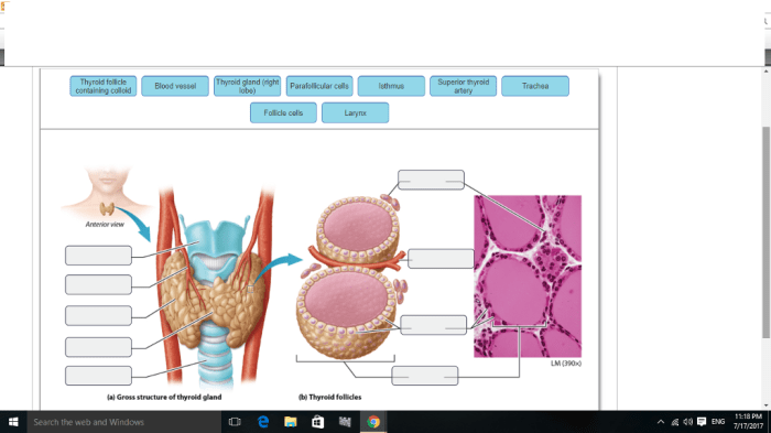 Art labeling activity anatomy and histology of the thyroid gland